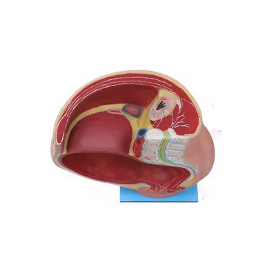 Female Organ Model