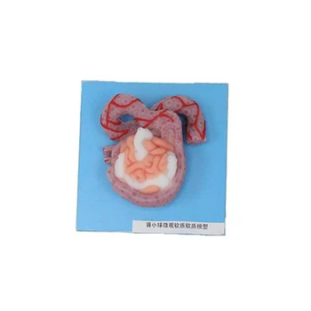 Human Anatomy And Physiology Model