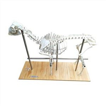 Animal Skeleton