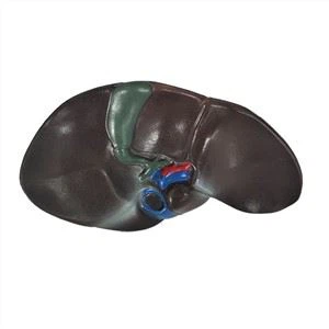 Soft Silicone Human Liver Anatomy Model