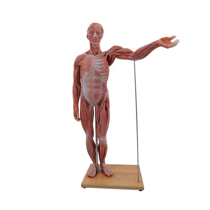 Human Torso Model