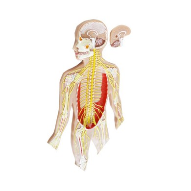 Model Of Nervous System