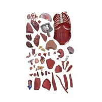 Is it easy to customize the Larynx Model?