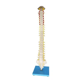 Spinal Cord Soft Anatomy Model