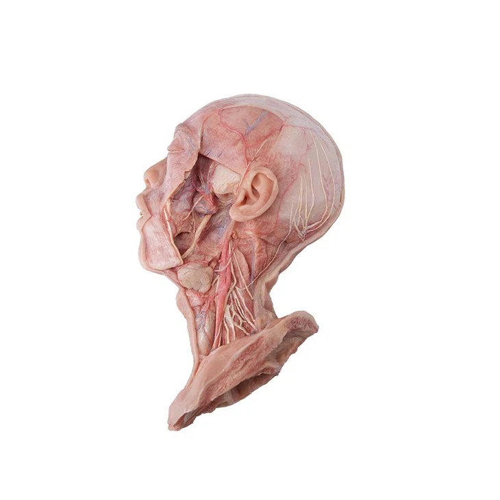 Head Model