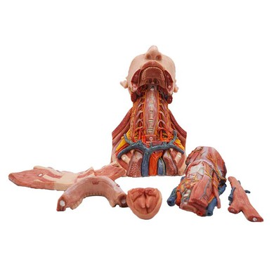 Anatomical Models For Teaching