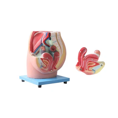 Anatomical Pelvis Model