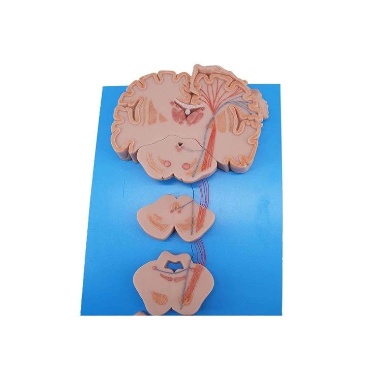 Soft Simulated Conduction Bundle of Vertebral System Anatomy Model