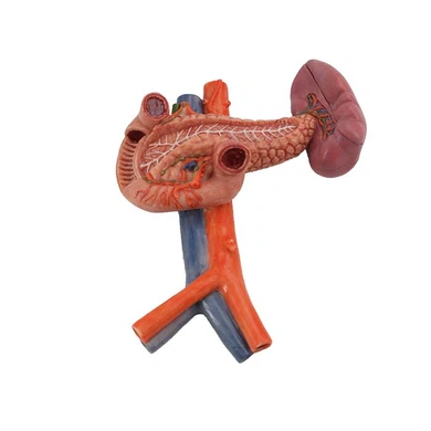 Anatomy Teaching Models