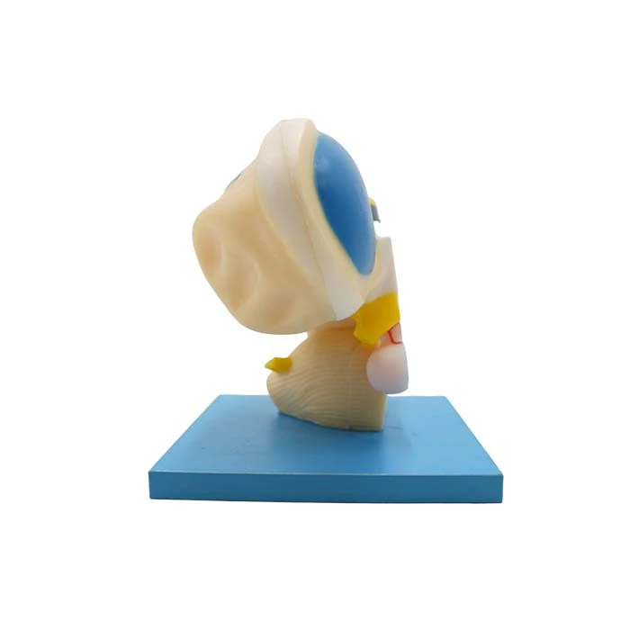 Brain Model Parts Price