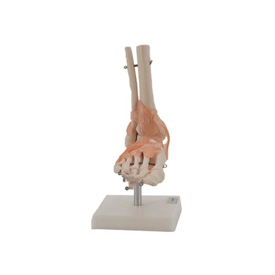 Foot Bone Model
