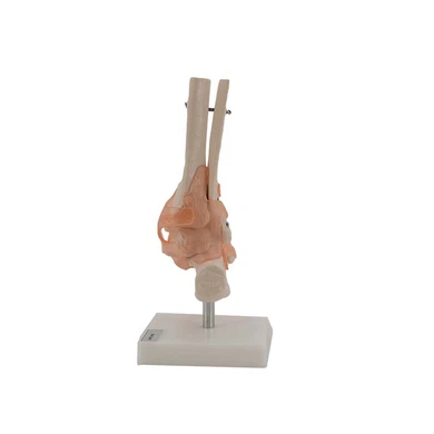 Foot Bone Model