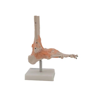 Foot Bone Model