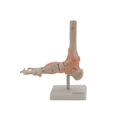 Foot Bone Model