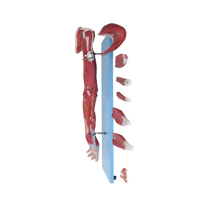 Forearm Muscle Model