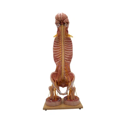 Simulation Anatomy Model