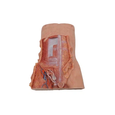 Human Anatomy Figure Model