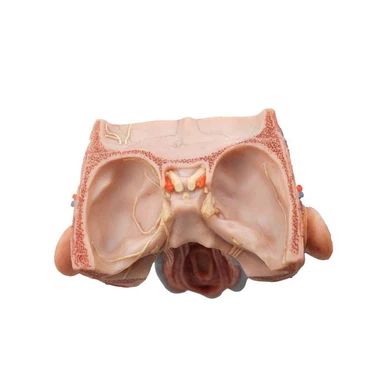 Human Anatomy Model For Medical Students