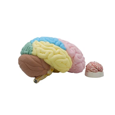 Human Brain Anatomical Model