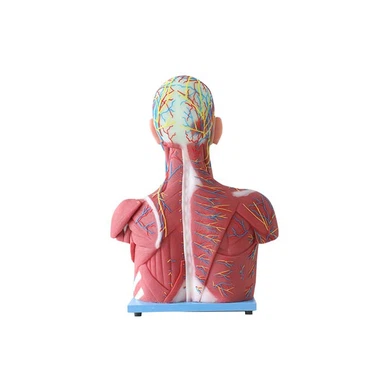 Human Muscle Anatomy Model