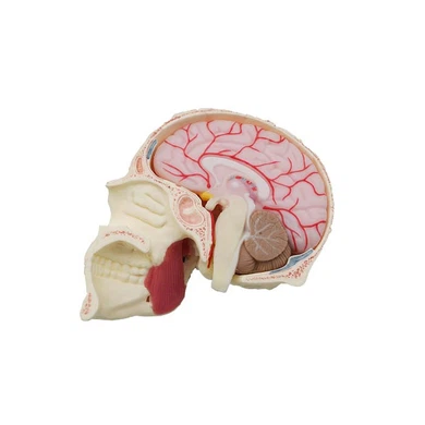 Human Skull Anatomy Model