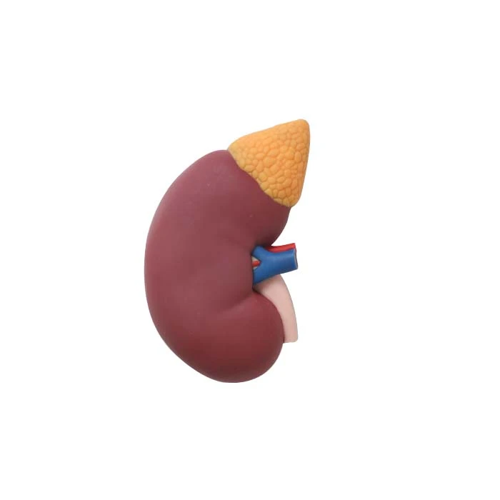 Kidney Structure Model