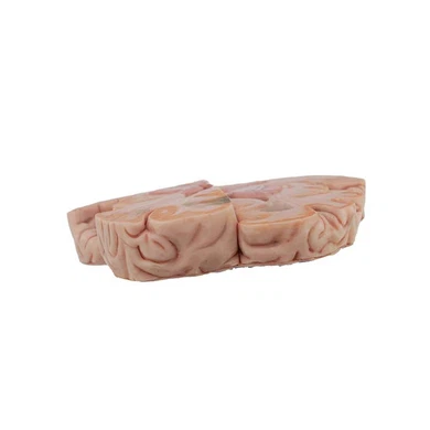 Learning Resources Cross Section Brain Model
