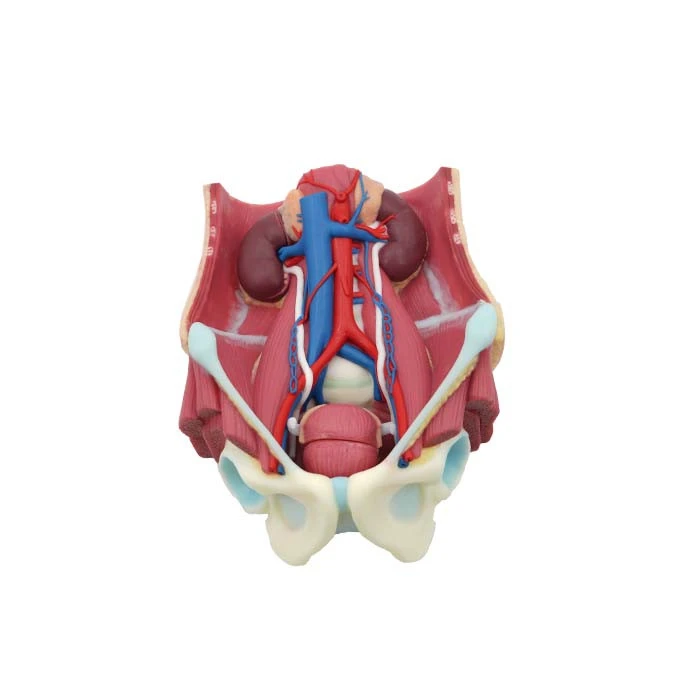 urogenital system anatomical model