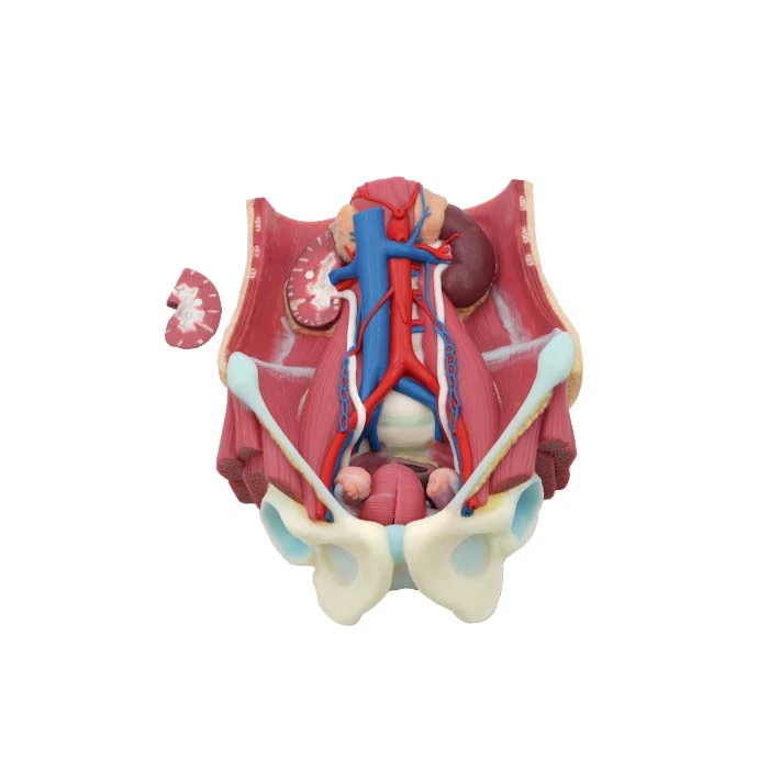 Silicone Anatomy Model