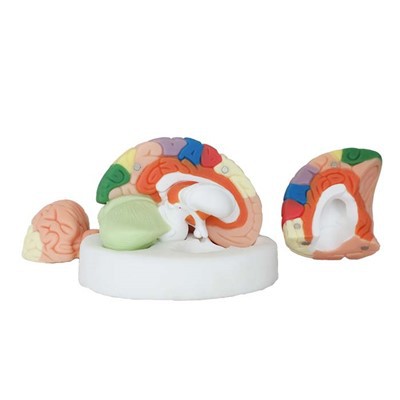 Anatomically Correct Brain Model