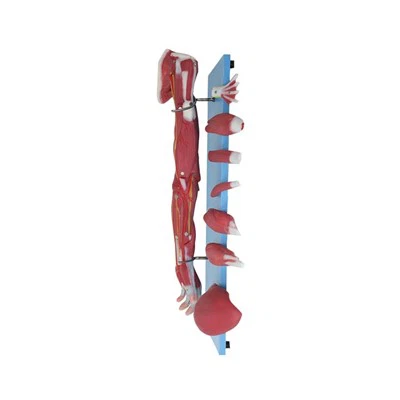 Anatomy Arm Model