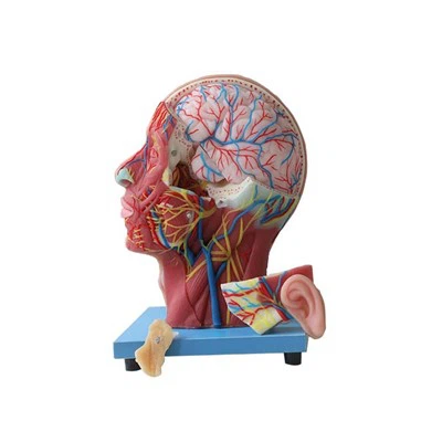 Anatomy Model