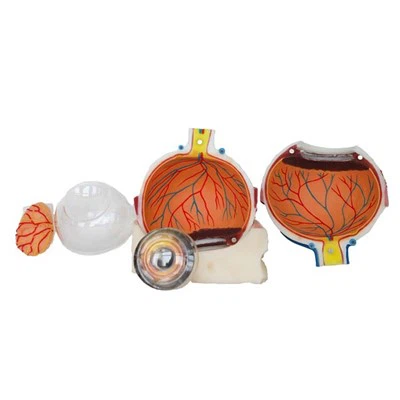 Eye Model With Labels