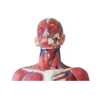 Facial Muscle Model