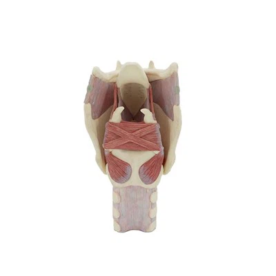 Functional Larynx Model