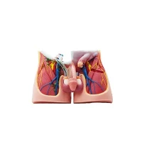 Can silicone models be reused?