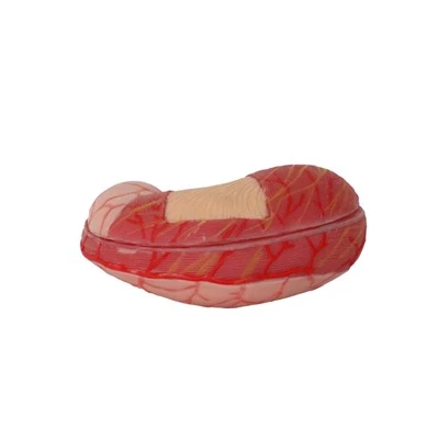 Human Stomach Anatomy Model