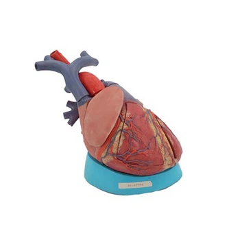 Learning Resources Model Heart Anatomy