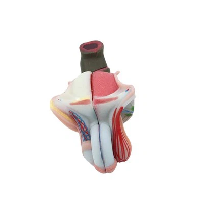 Male Genitalia Model