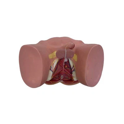 Male Pelvic Floor Model