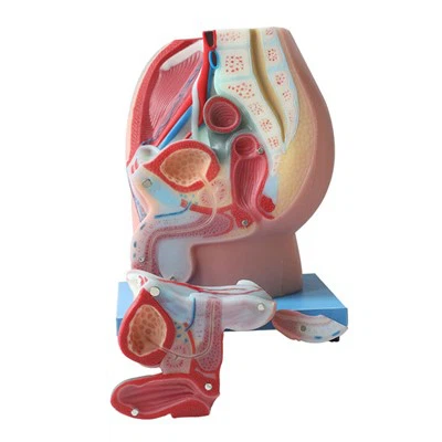 Male Pelvis Model