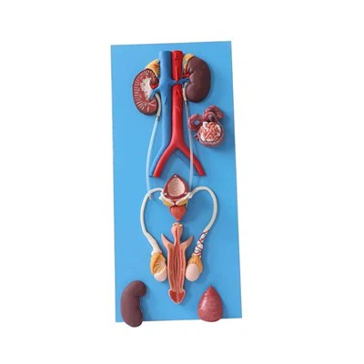 Male Reproductive Anatomy Model