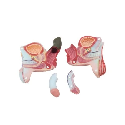 Male Reproductive Organ Anatomy Model