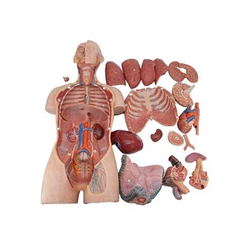 Model Of Human Body Showing Internal Organs