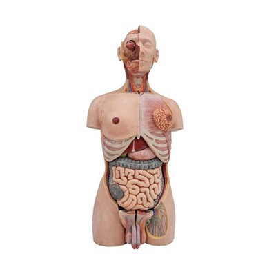 What are the dimensions of a standard pharynx model?