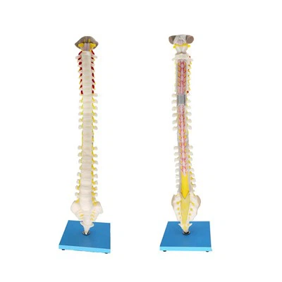 Vertebral Column Model