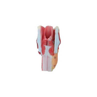 Throat Anatomy Model