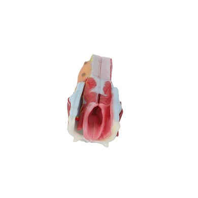 Throat Anatomy Model